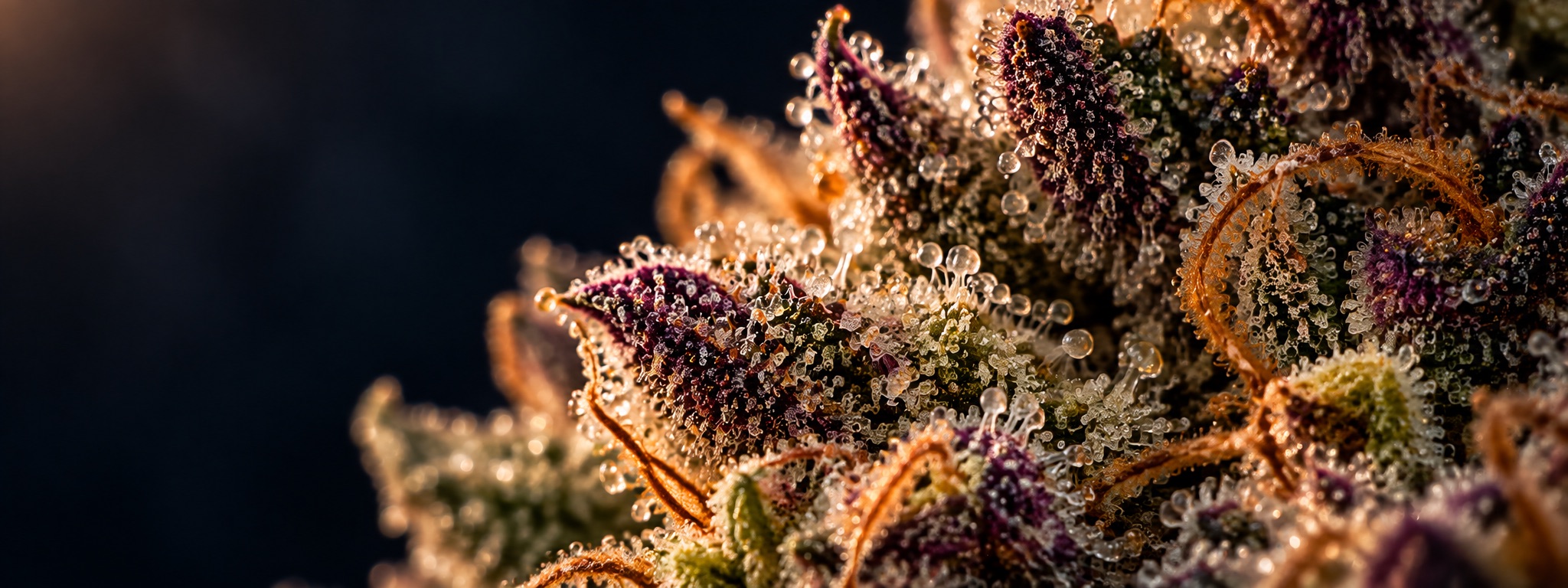 Macro view of a flowering hemp plant covered in resin glands (trichomes).