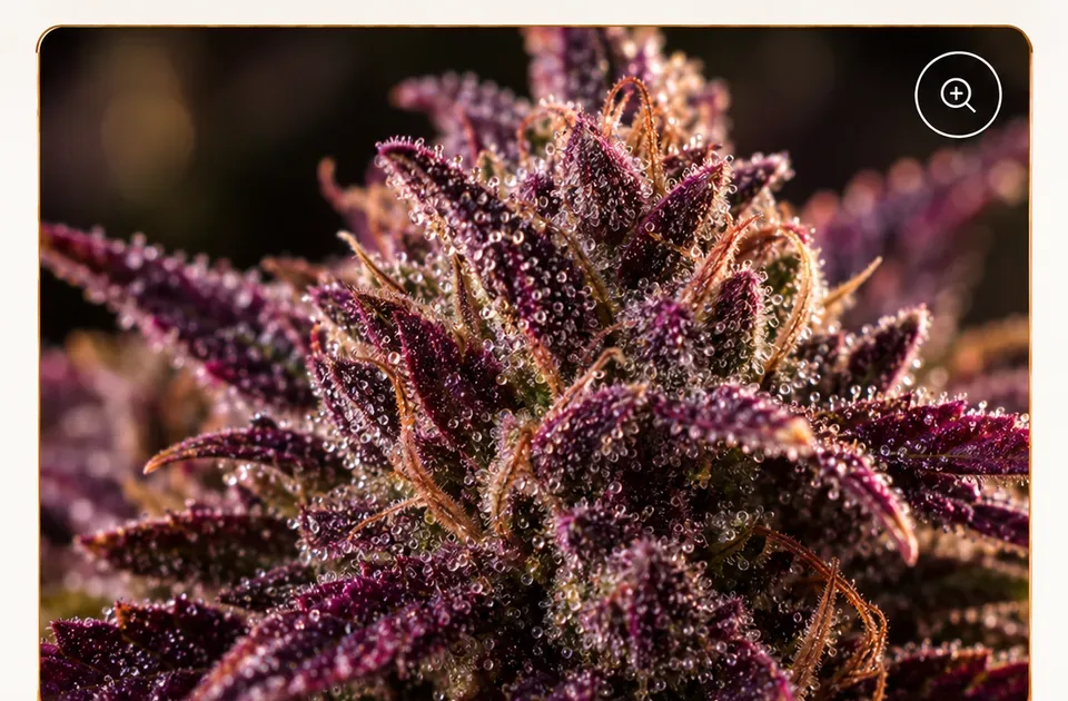 Purple flower associated with anthocyanin pigments
