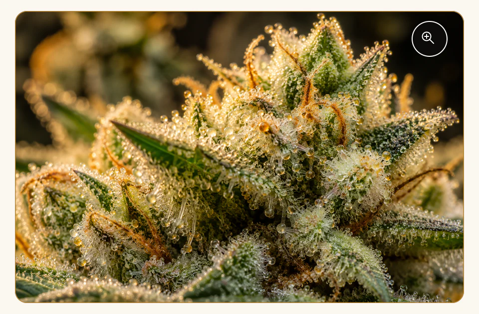 Pale hemp flower with luminous glandular trichomes