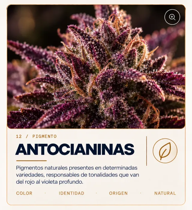 Purple flower associated with anthocyanins