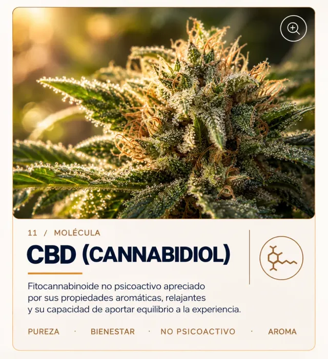 Trichome-rich flower associated with CBD