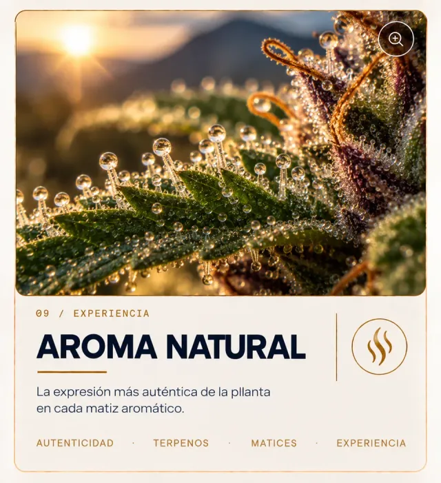 Plant macro associated with natural aroma