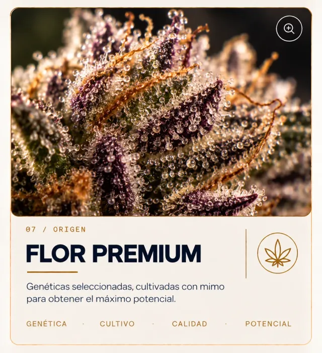 Trichome-rich flower in close-up