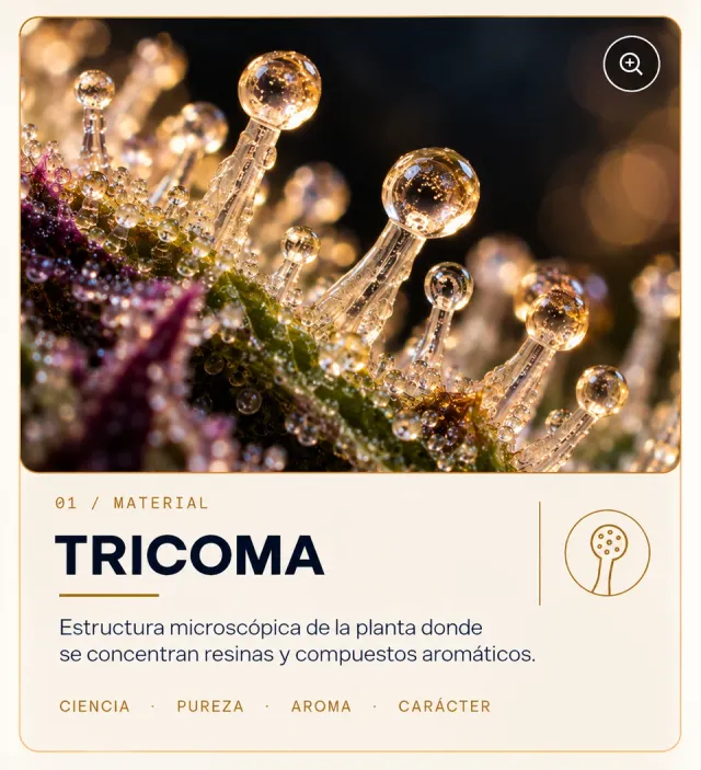 Macro detail of trichomes