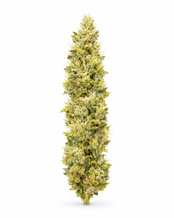 Illustrative greenhouse-grown hemp flower, reference 2 (not a Brownrock product)