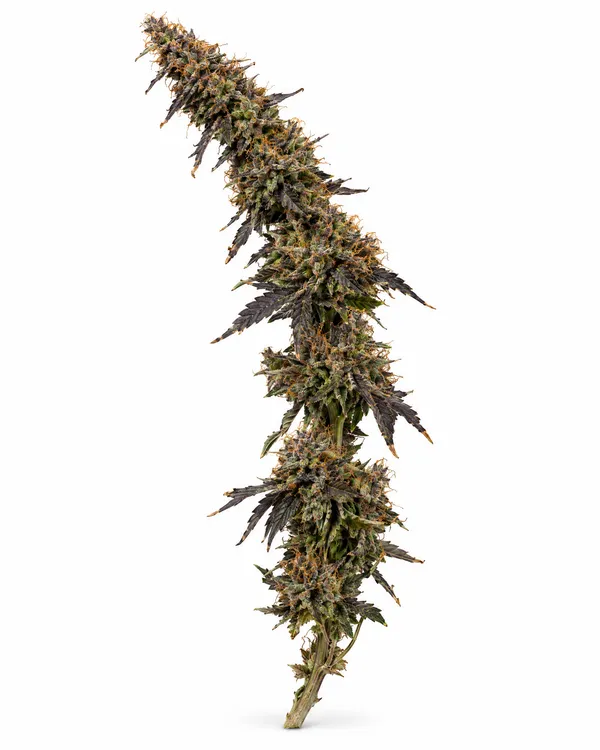 Illustrative outdoor-grown hemp flower, reference 3 (not a Brownrock product)